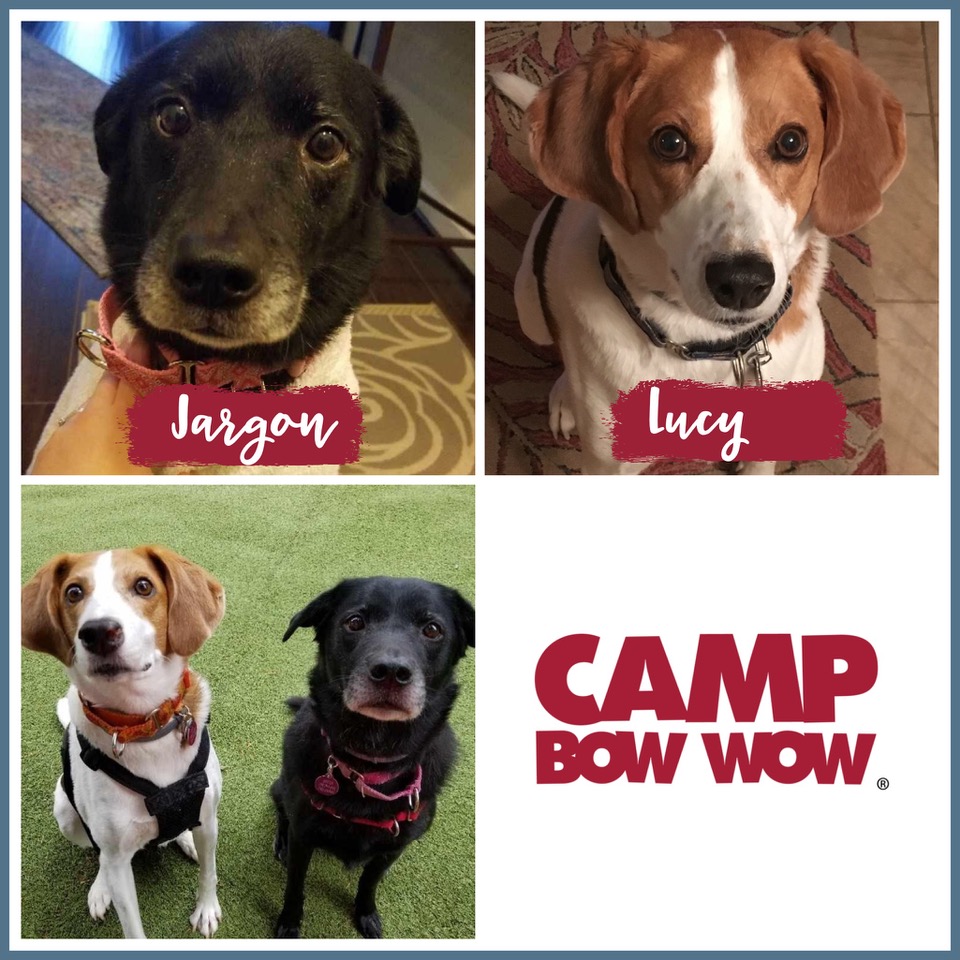 Meet the Team Camp Bow Wow Albany